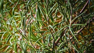 El Romero (Rosmarinus officinalis)