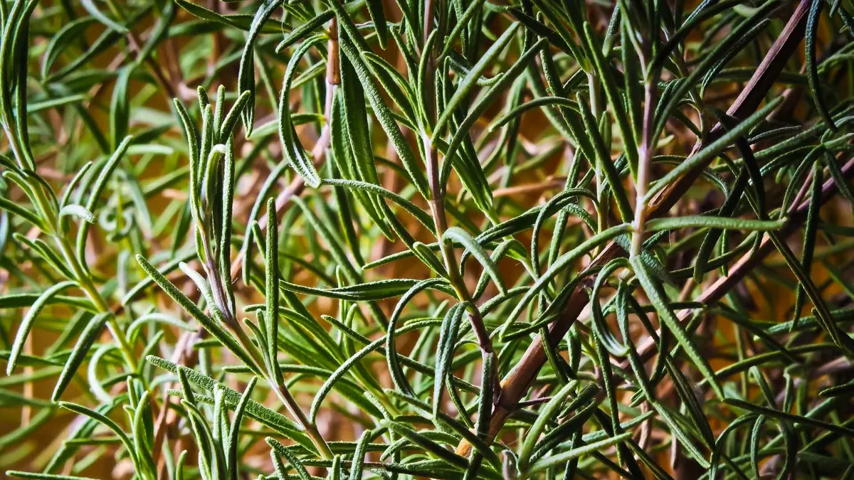 El Romero (Rosmarinus officinalis)