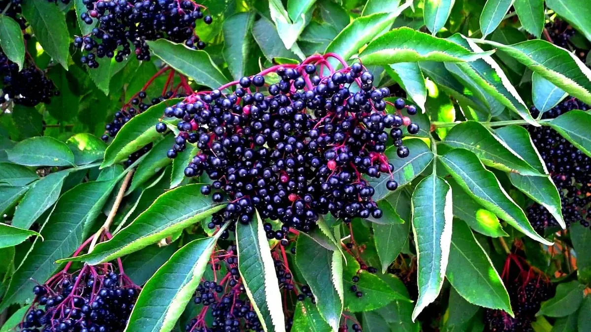 Sambucus nigra